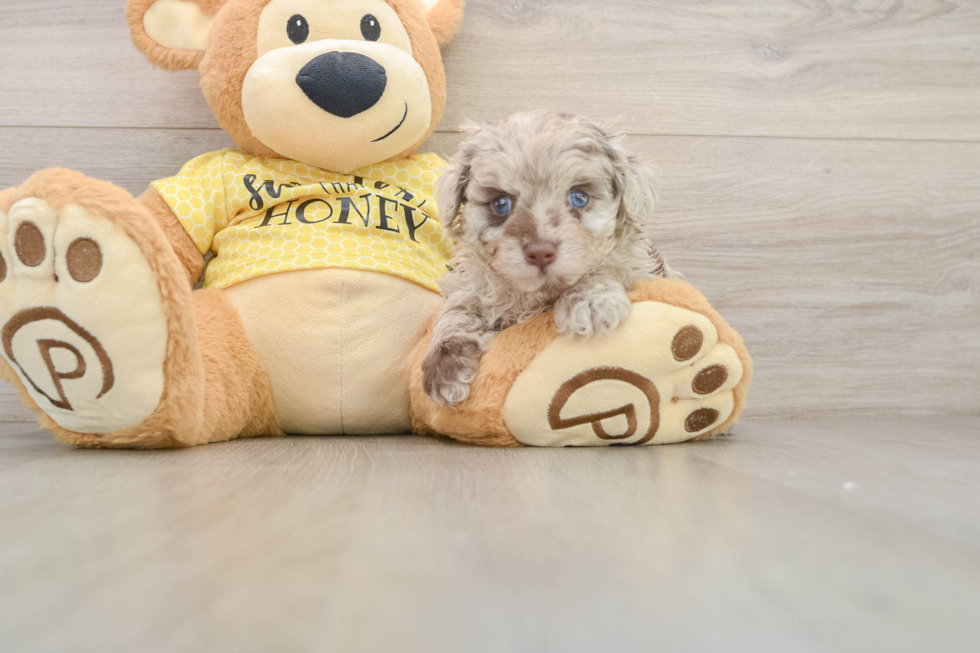 Mini Aussiedoodle Puppy for Adoption