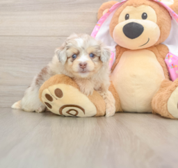 6 week old Mini Aussiedoodle Puppy For Sale - Premier Pups