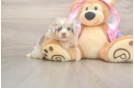 Small Mini Aussiedoodle Baby