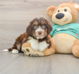 5 week old Mini Aussiedoodle Puppy For Sale - Premier Pups