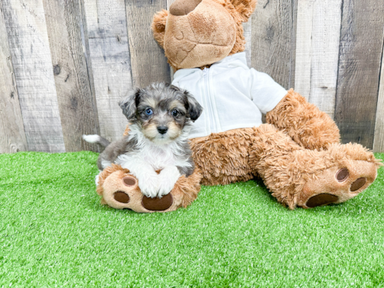 Best Mini Aussiedoodle Baby