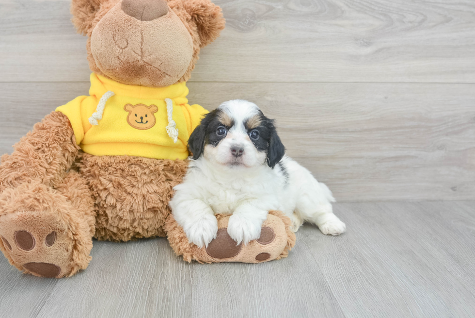 Petite Mini Aussiedoodle Poodle Mix Pup