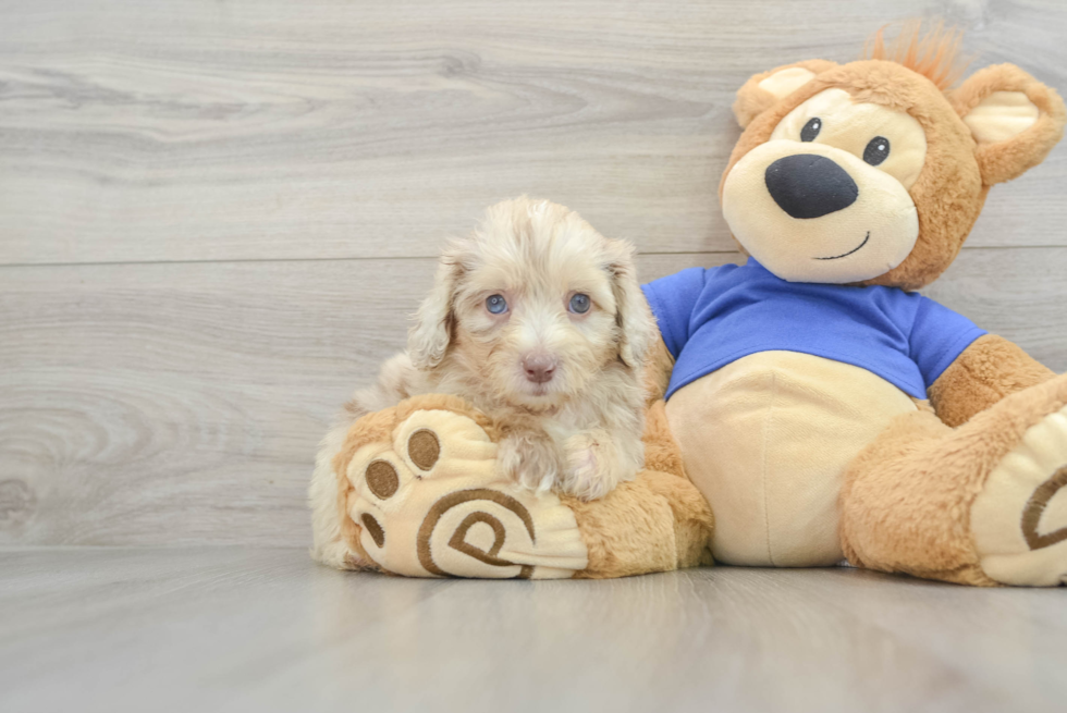 Mini Aussiedoodle Puppy for Adoption