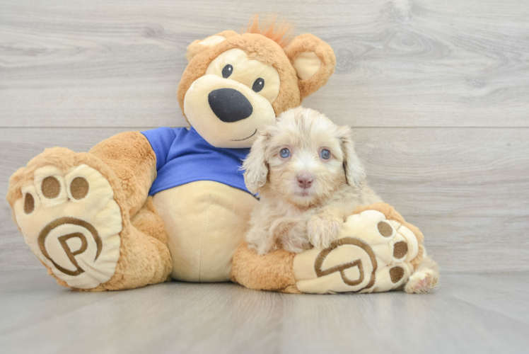 Sweet Mini Aussiedoodle Baby