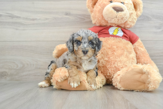 Mini Aussiedoodle Pup Being Cute