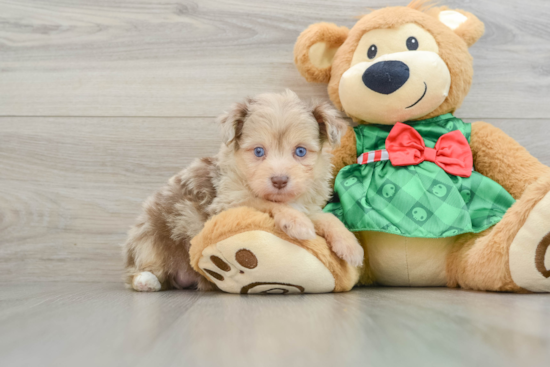 Friendly Mini Aussiedoodle Baby