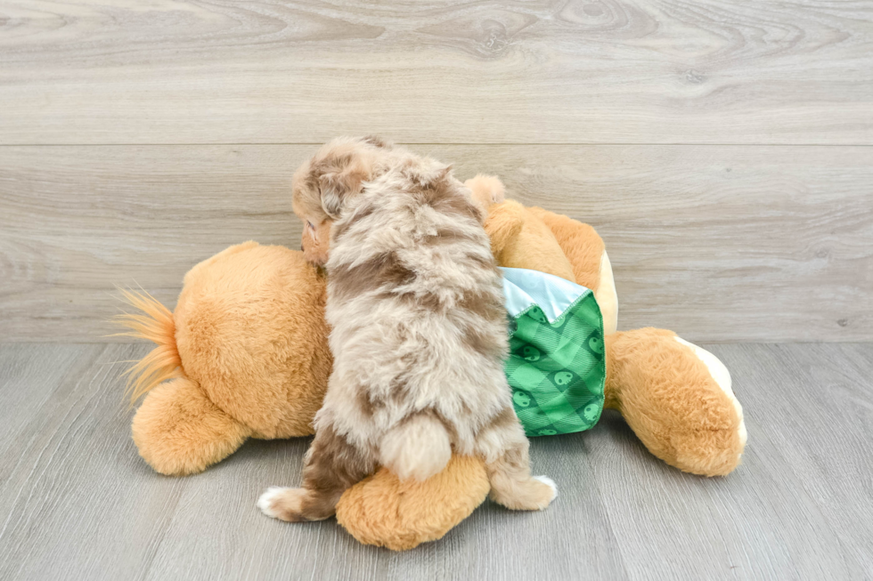 Fluffy Mini Aussiedoodle Poodle Mix Pup