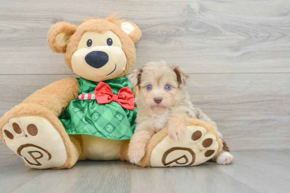 Playful Mini Aussiepoodle Poodle Mix Puppy