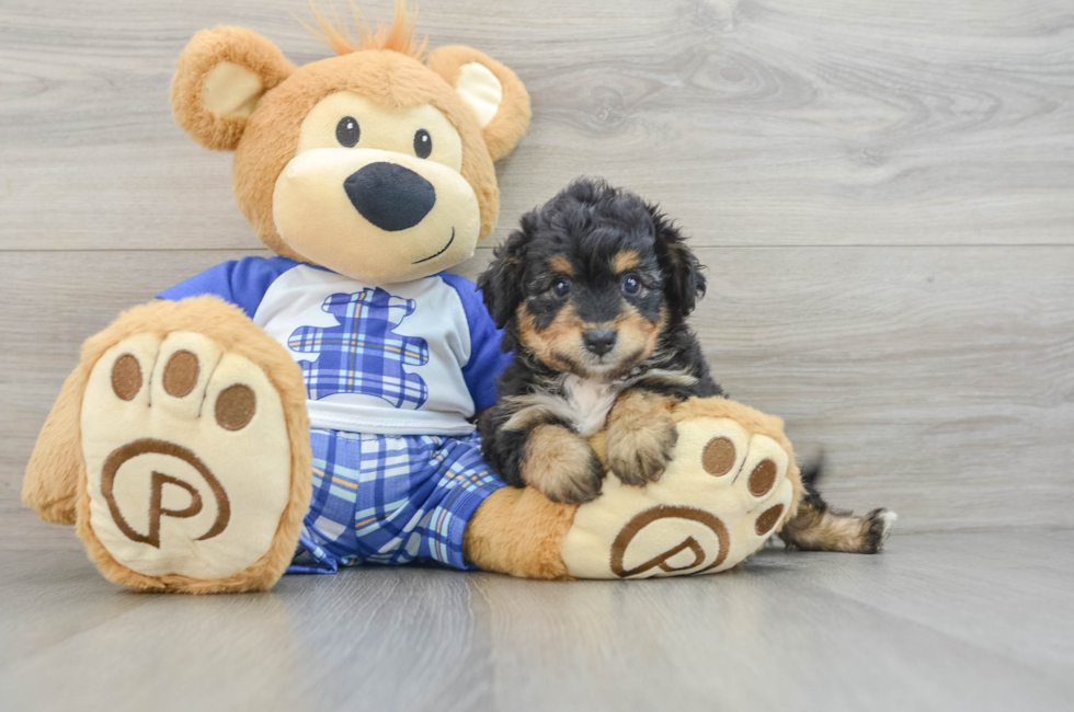 6 week old Mini Aussiedoodle Puppy For Sale - Premier Pups