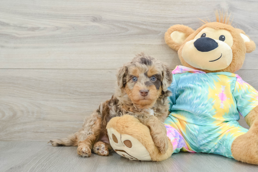 Small Mini Aussiedoodle Baby