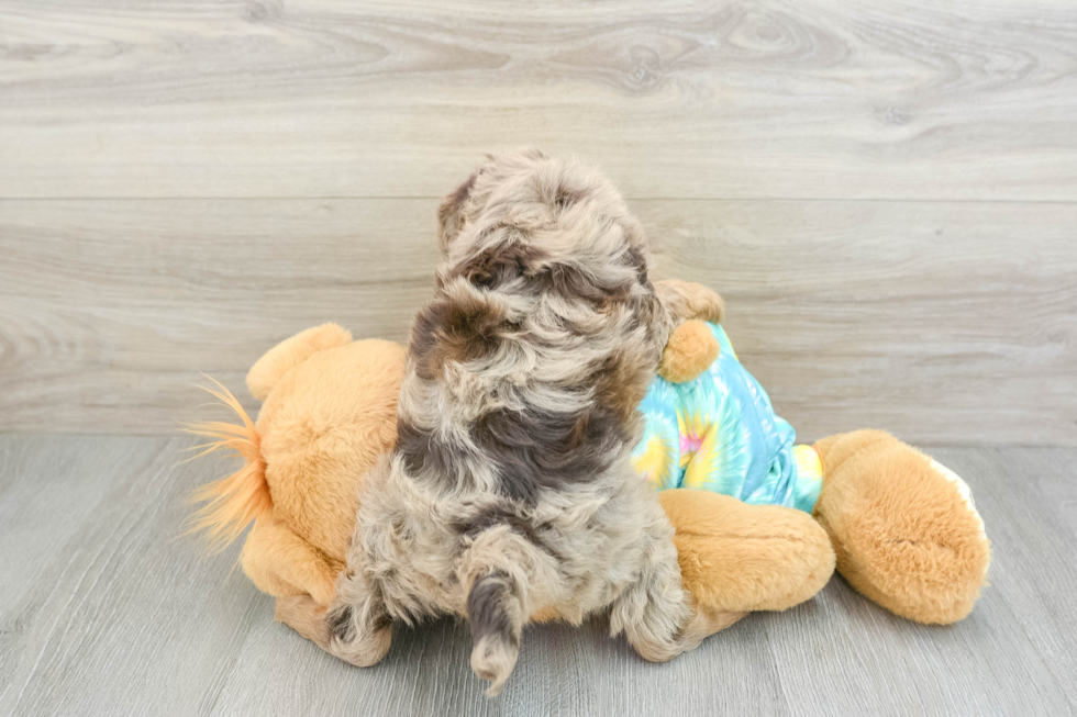 Smart Mini Aussiedoodle Poodle Mix Pup