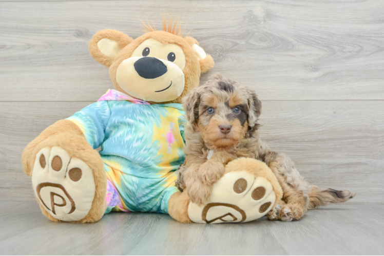 Mini Aussiedoodle Puppy for Adoption