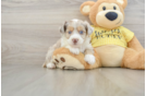 Popular Mini Aussiedoodle Poodle Mix Pup
