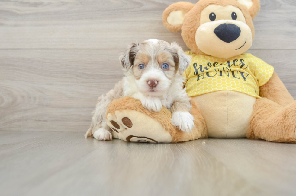 5 week old Mini Aussiedoodle Puppy For Sale - Premier Pups