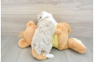 Sweet Mini Aussiedoodle Baby