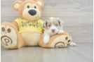 Petite Mini Aussiedoodle Poodle Mix Pup