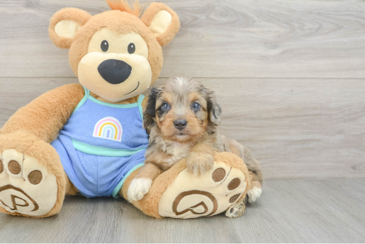 Mini Aussiedoodle Puppy for Adoption
