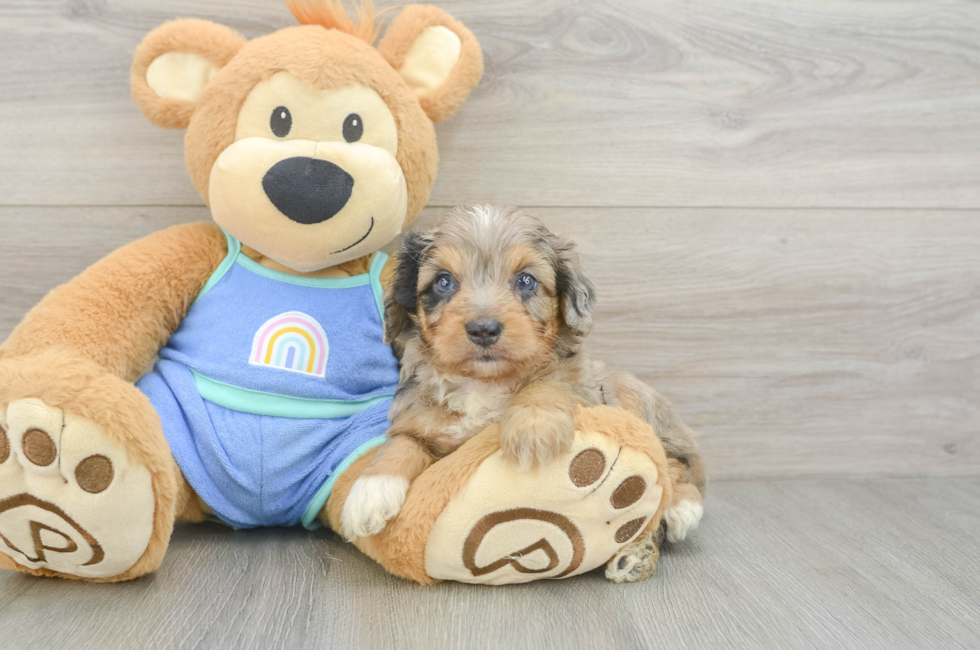 5 week old Mini Aussiedoodle Puppy For Sale - Premier Pups