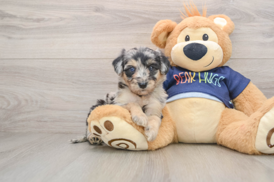 Energetic Aussie Poo Poodle Mix Puppy