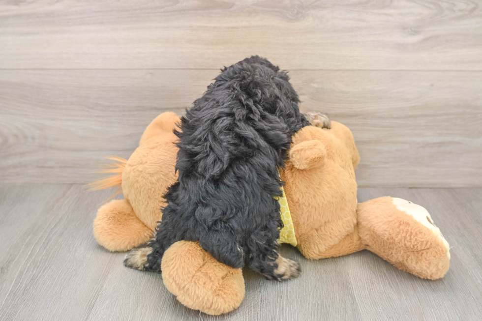 Funny Mini Aussiedoodle Poodle Mix Pup