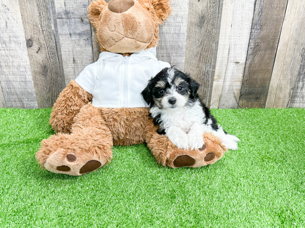 Mini Aussiedoodle Pup Being Cute