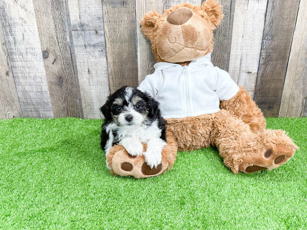 Happy Mini Aussiedoodle Baby