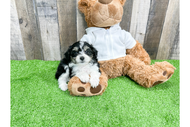 Mini Aussiedoodle Puppy for Adoption