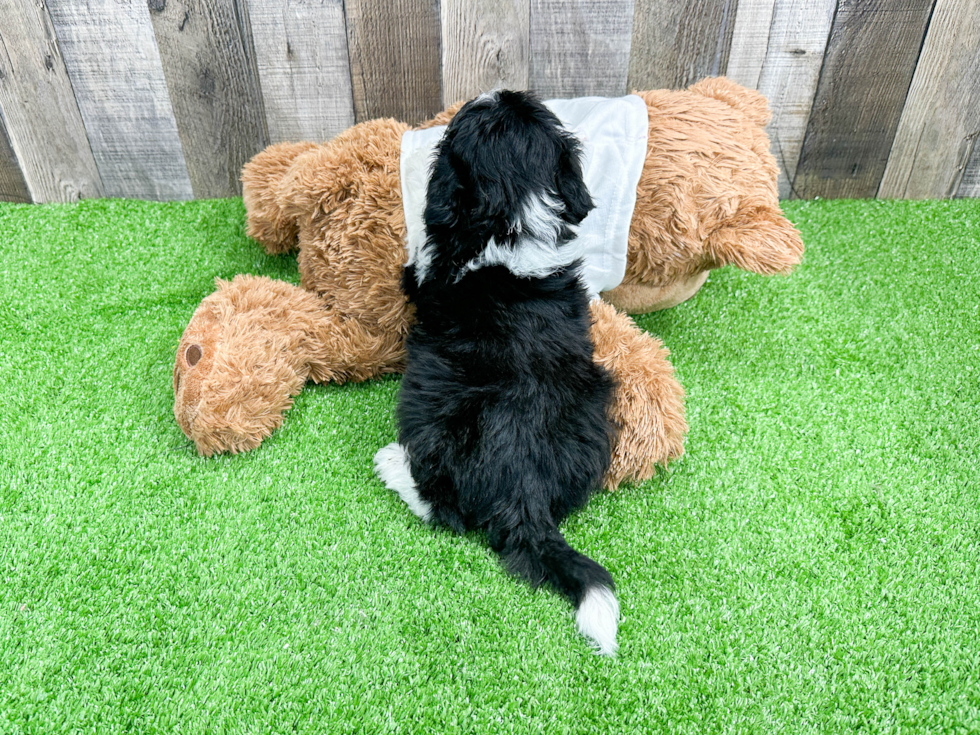 Mini Aussiedoodle Puppy for Adoption