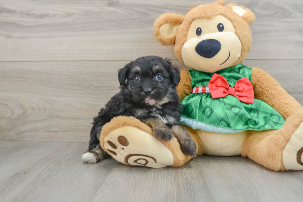 Fluffy Mini Aussiedoodle Poodle Mix Pup