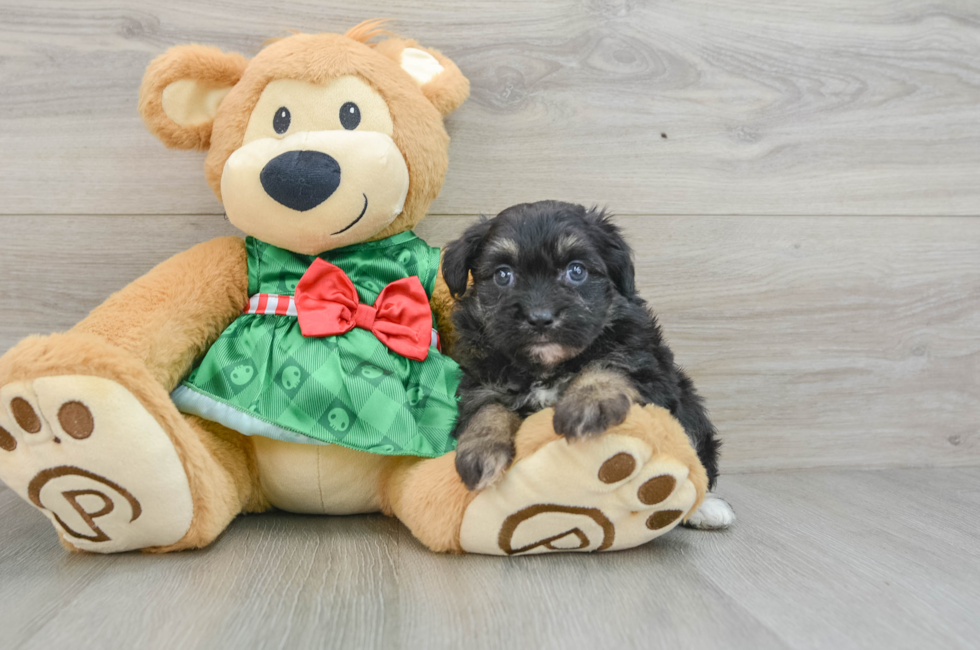 5 week old Mini Aussiedoodle Puppy For Sale - Premier Pups