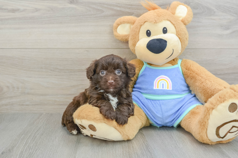 5 week old Mini Aussiedoodle Puppy For Sale - Premier Pups