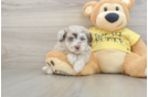 Mini Aussiedoodle Pup Being Cute