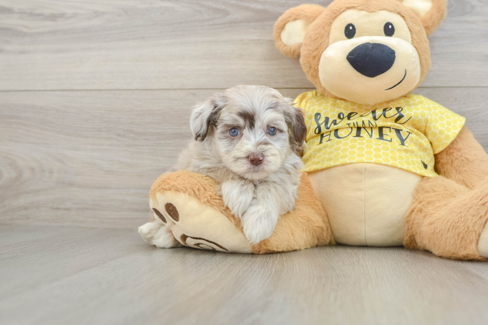 Mini Aussiedoodle Pup Being Cute