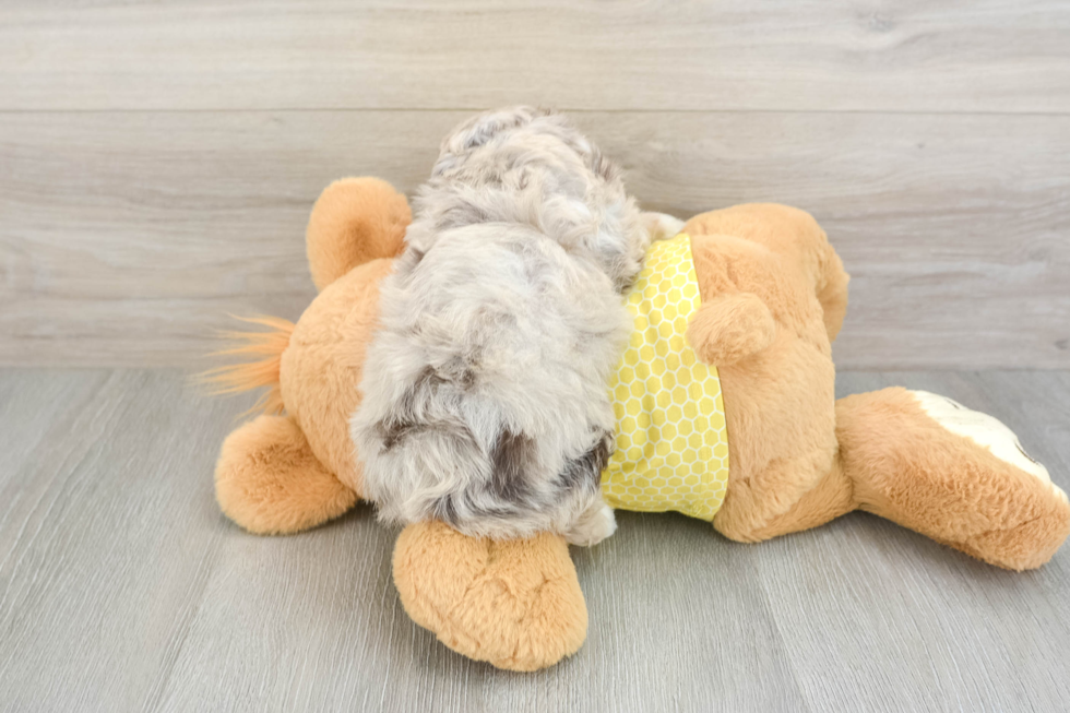 Adorable Mini Australian Shepherd X Poodle Mix Poodle Mix Puppy