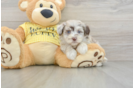 Mini Aussiedoodle Pup Being Cute