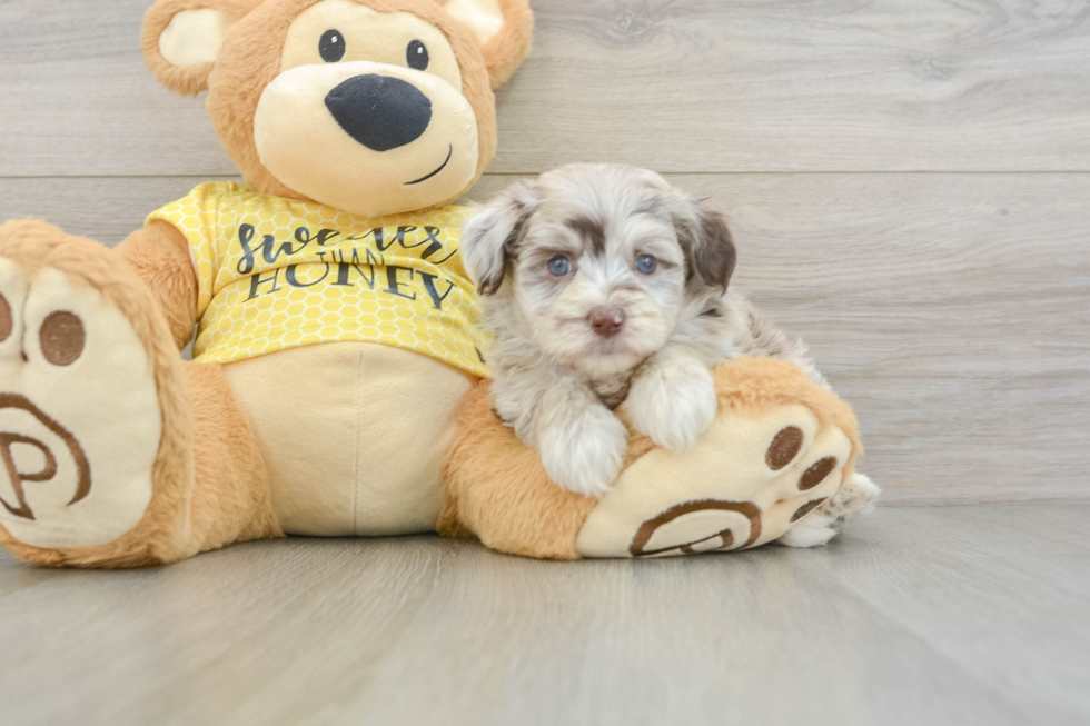 Mini Aussiedoodle Pup Being Cute