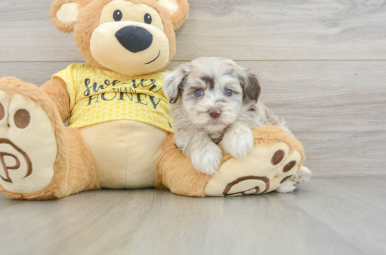 Mini Aussiedoodle Pup Being Cute