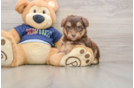 Little Mini Aussiepoo Poodle Mix Puppy