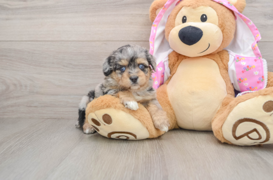 Mini Aussiedoodle Puppy for Adoption