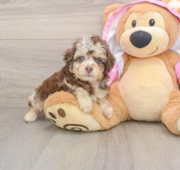 7 week old Mini Aussiedoodle Puppy For Sale - Premier Pups