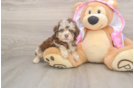 Best Mini Aussiedoodle Baby