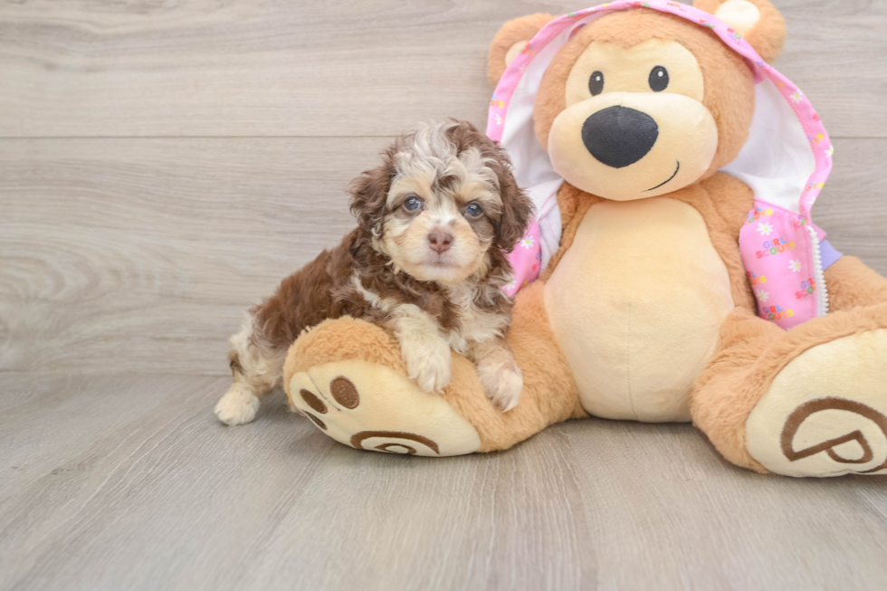 Best Mini Aussiedoodle Baby