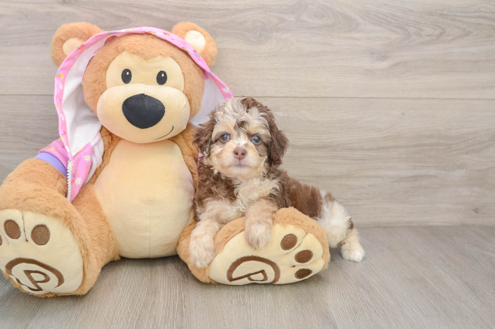 Little Aussiepoo Poodle Mix Puppy