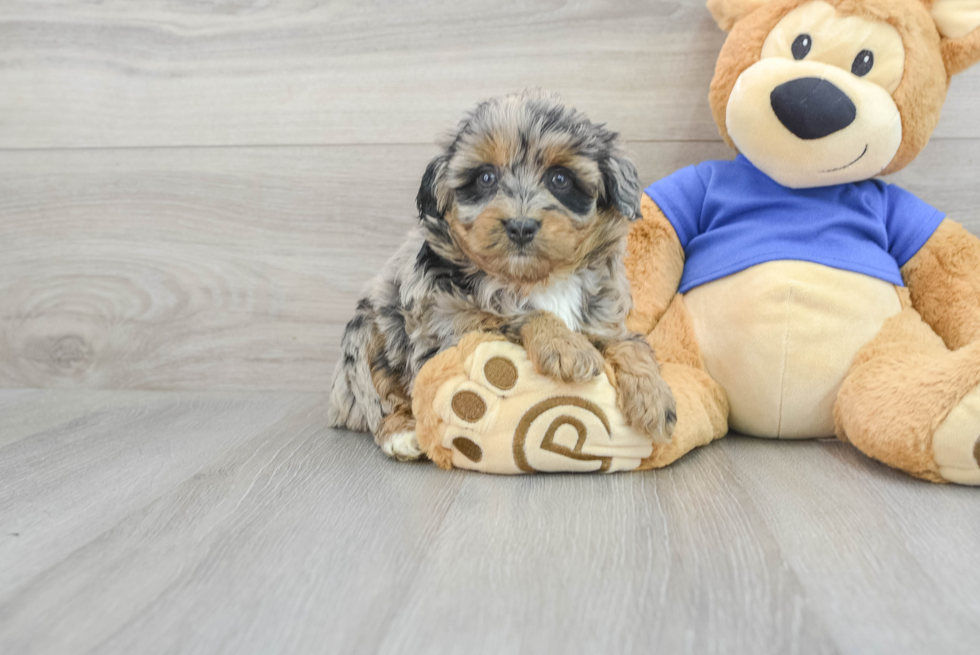 Adorable Aussiepoo Poodle Mix Puppy