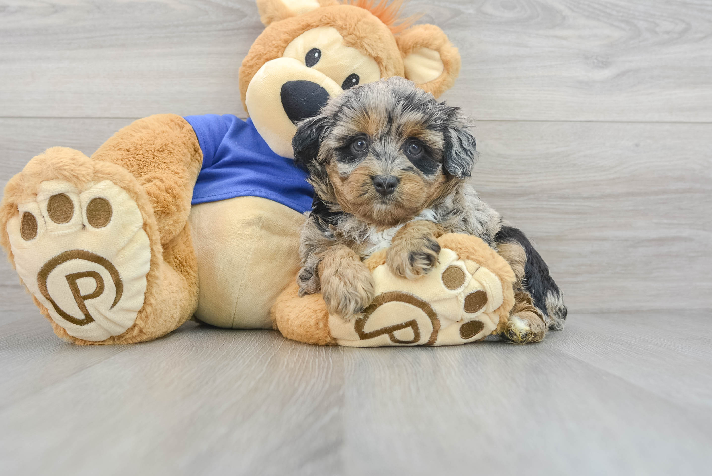 Mini Aussiedoodle Puppy for Adoption