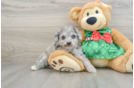 Mini Aussiedoodle Pup Being Cute