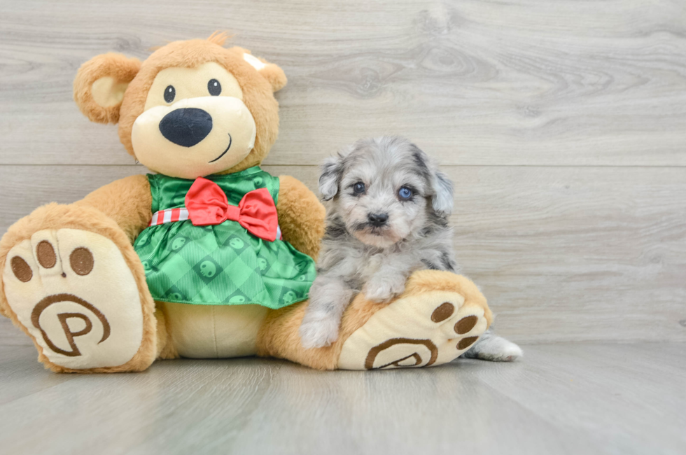 5 week old Mini Aussiedoodle Puppy For Sale - Premier Pups