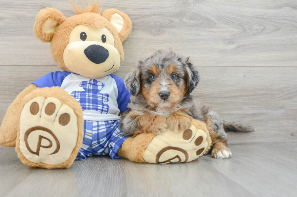 6 week old Mini Aussiedoodle Puppy For Sale - Premier Pups