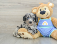 6 week old Mini Aussiedoodle Puppy For Sale - Premier Pups