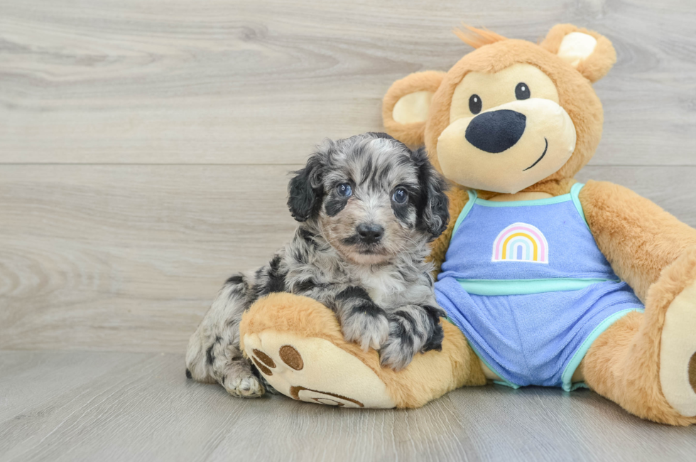 5 week old Mini Aussiedoodle Puppy For Sale - Premier Pups